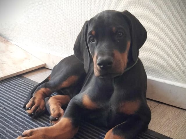 Puppy: Iztaris Dol Amroth