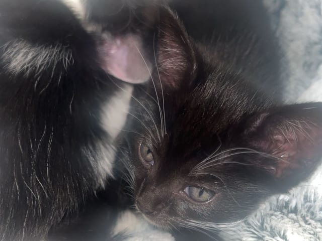 kitten: Hona 3