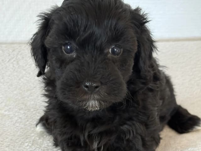 Puppy: Tik 5