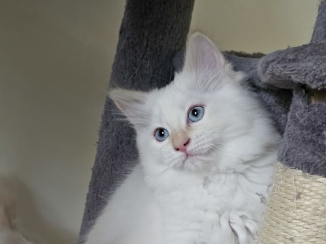 kattunge: Flame point colour