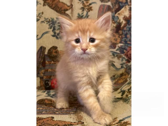 kitten: Sesam
