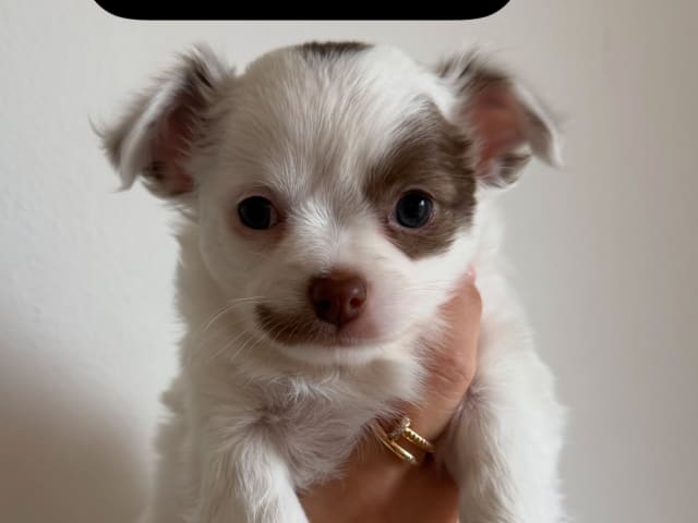 Valp: MILO