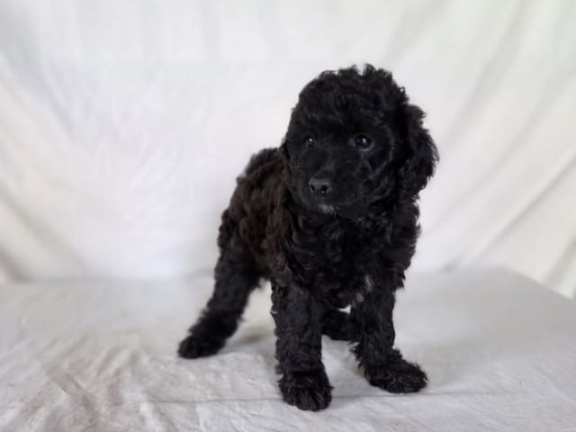 Puppy: Lilja