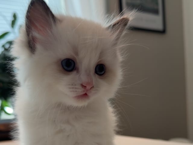 Kattunge: Tofflan