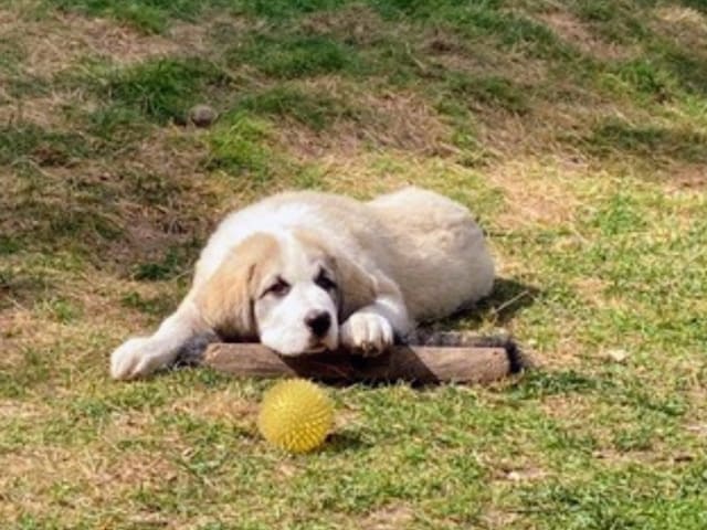 Puppy: Lassie