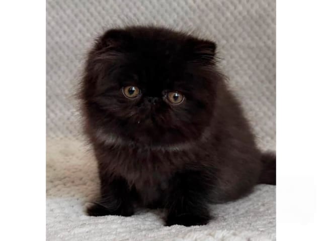 kitten: U To Me