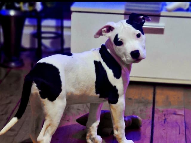 Puppy: Tik 1