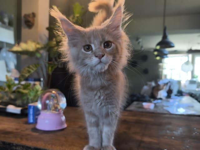 kattunge: Hona 1