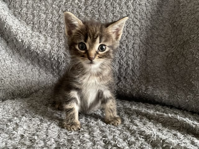 kattunge: Bruntabby
