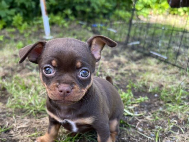 Puppy: Tik 1