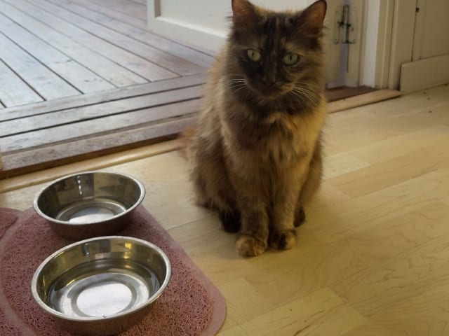 Mor: Kattmamma