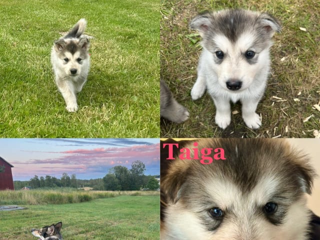 Puppy: Taiga