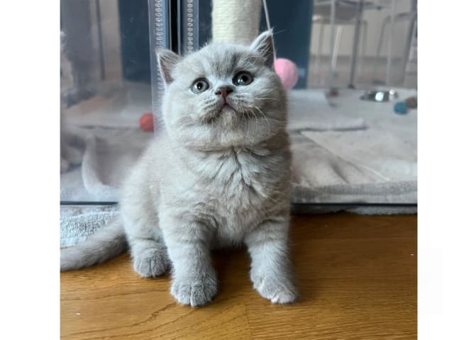Kattunge: Penny Pion