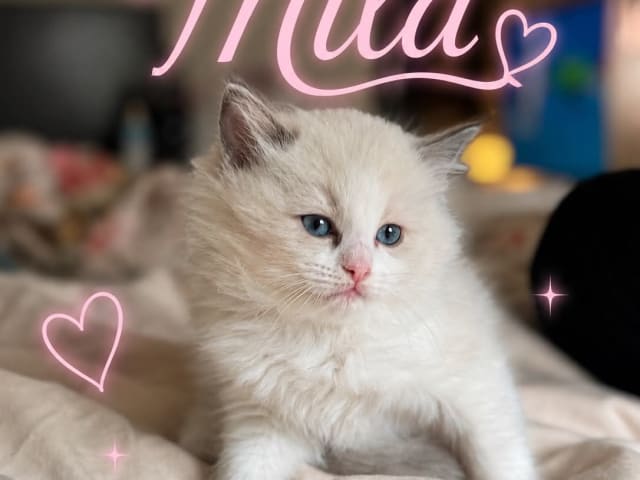 Kattunge: Mila
