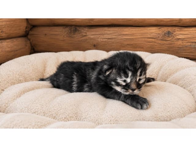 Kattunge: Jack Purple Breeze