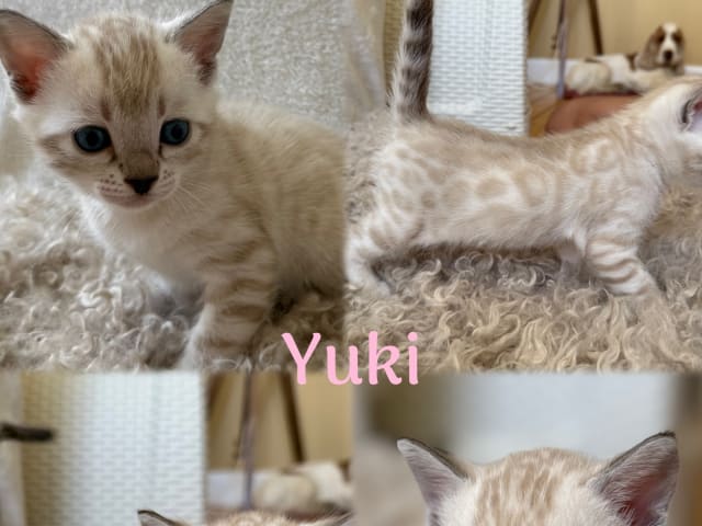 kattunge: Yuki