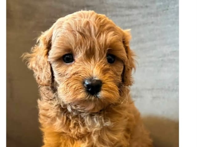 Puppy: Tik 1