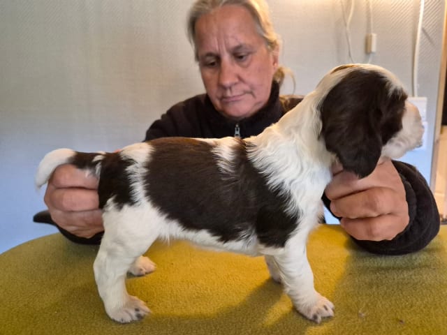 Puppy: BELGARBO'S STAYING ALIVE