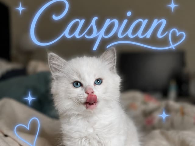 Kattunge: Caspian