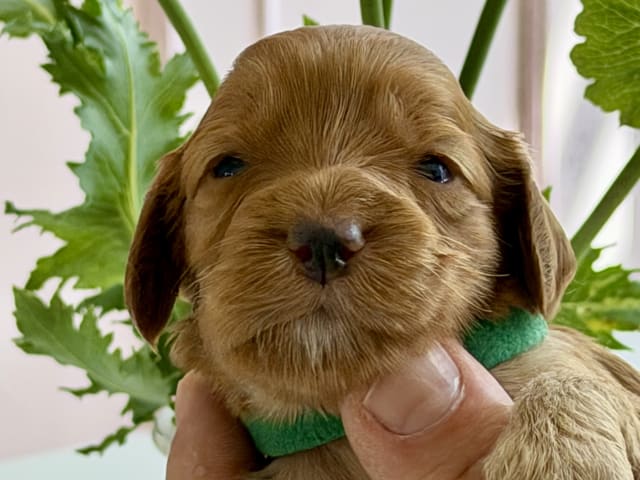 Puppy: Grøn