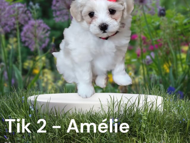 Puppy: Amélie