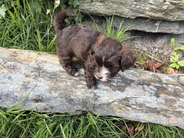 Puppy: Prince