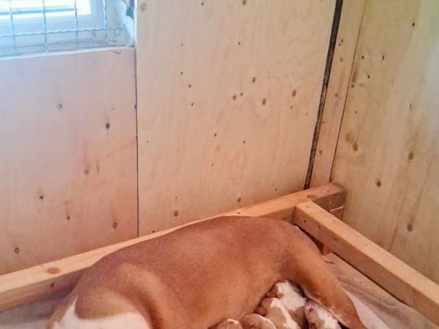 Puppy: Hane 1