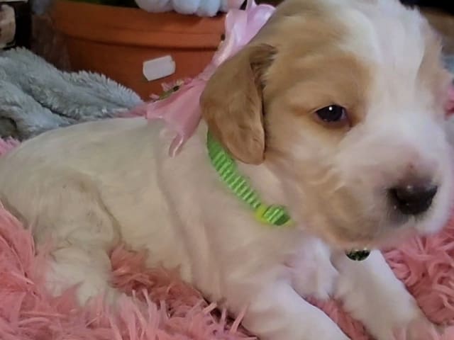Puppy: Freja
