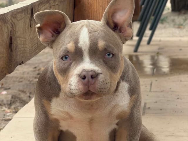 Puppy: Tik 1