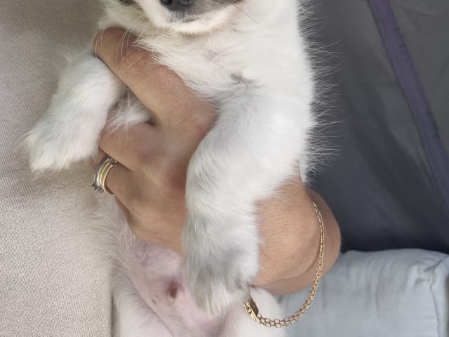 Puppy: Glufs