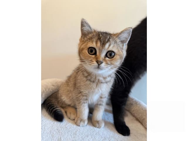 kitten: Selma