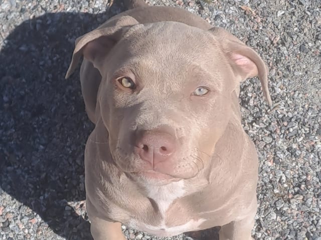 Puppy: Tik 1