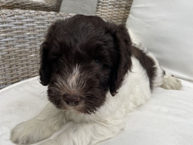 Puppy: Morris