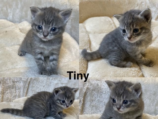 kattunge: Tiny