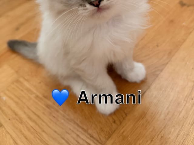 Kattunge: Armani