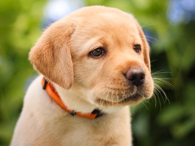 Puppy: Simba