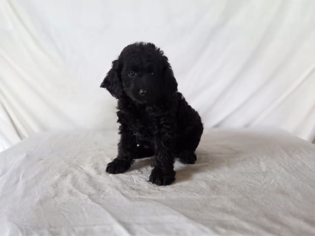 Puppy: Verbena
