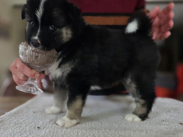Puppy: Tispe 1
