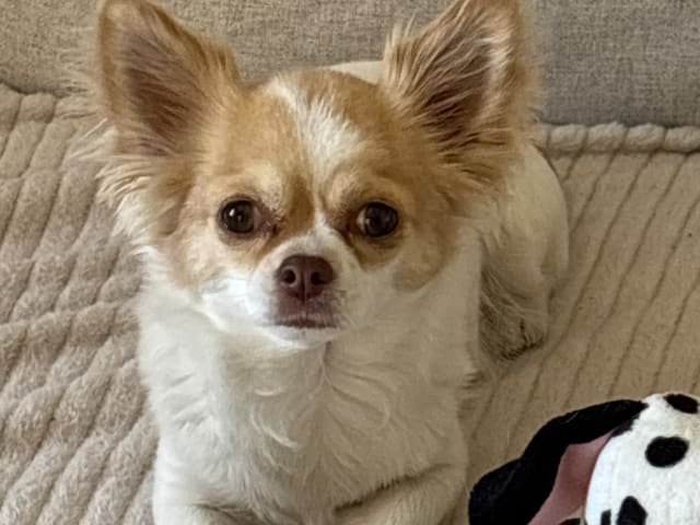 Mamma: MINDY