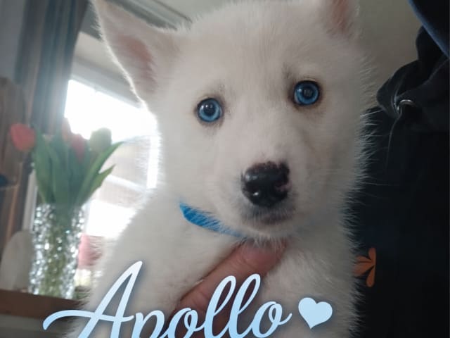 Apollo