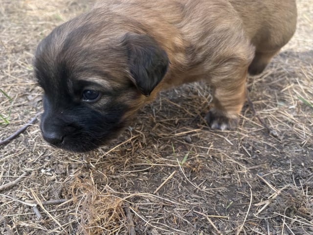 Valp: Pumba