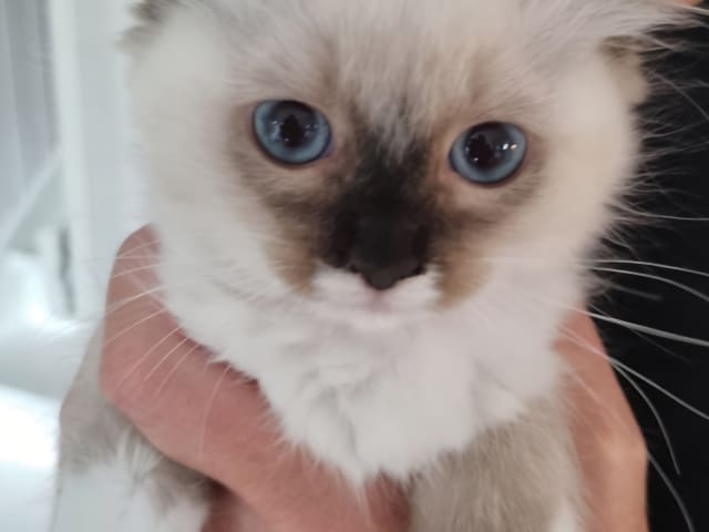 kitten: Zoda
