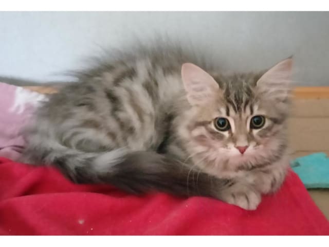 Kattunge: Louiza Fehu