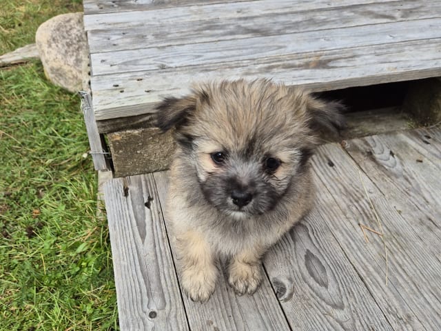 Puppy: Tik 1