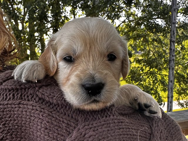 Puppy: Atlas