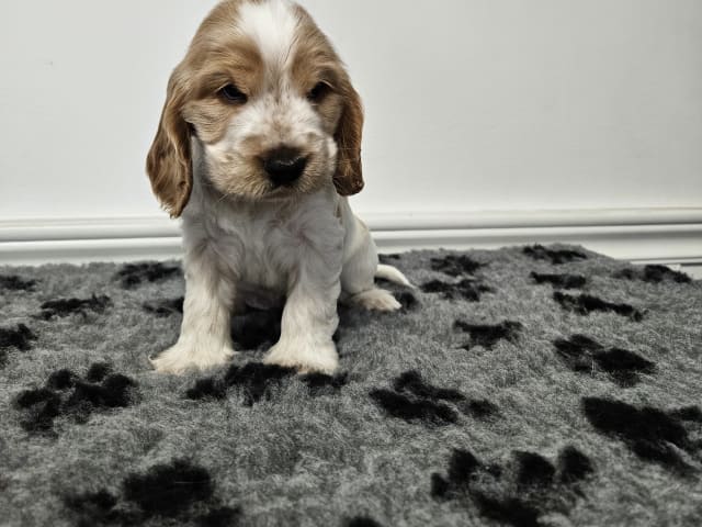 Puppy: Norris Dream Cocker Cactus