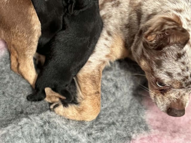 Puppy: Tik 1