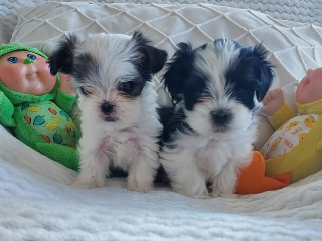 Puppy: Hane 2 st