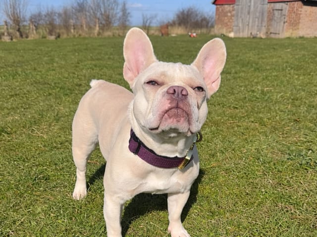 Mother: Gaso’s Snow Coco
