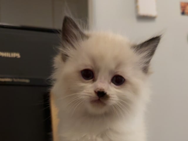 Kattunge: Tass